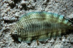 20010617_Shaab_Samaday_Nacht_0010